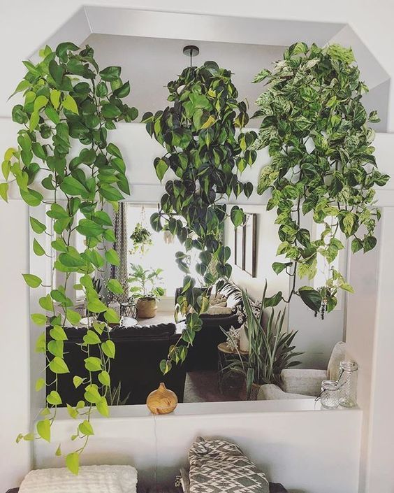 Plantas pendentes: 10 espécies para ter em casa, Paisagismo